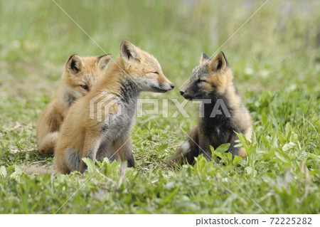 咀嚼。前陣子 72225282