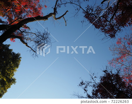 A view looking up at the sky in the woods A view looking up at the sky in the woods 72226263