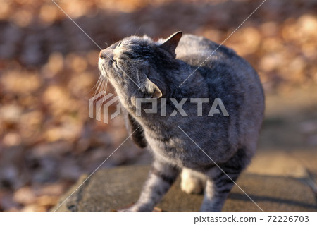 A cat that looks good in the setting sun 72226703