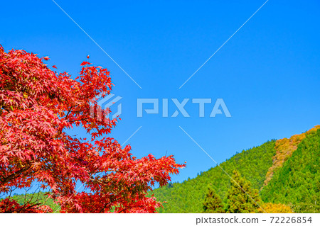 [Okutama, Tokyo] Autumn leaves in Hatonosu Canyon 72226854