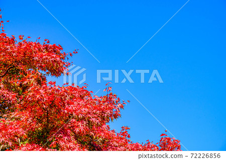 [Okutama, Tokyo] Autumn leaves in Hatonosu Canyon 72226856