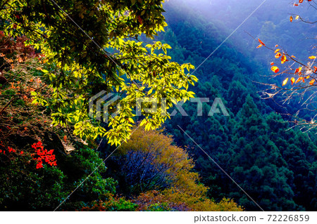 [Okutama, Tokyo] Autumn leaves in Hatonosu Canyon 72226859