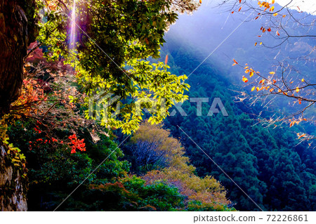 [Okutama, Tokyo] Autumn leaves in Hatonosu Canyon 72226861