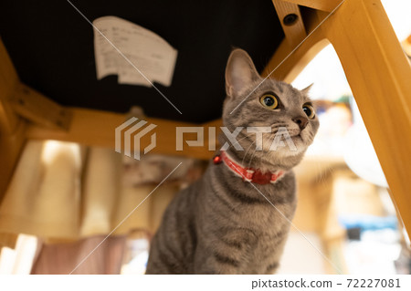 貓貓貓Kijitora白色灰色小貓女女女貓女貓女貓開朗可愛治愈 72227081