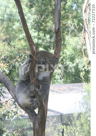 考拉熱 考拉熱 72227310