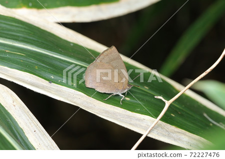 Arhopala japonica on bamboo leaves Arhopala japonica on bamboo leaves 72227476