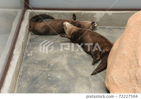 Small-clawed otter sleeping like dead 72227504