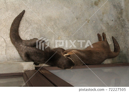 Small-clawed otter hugging and sleeping Small-clawed otter hugging and sleeping 72227505