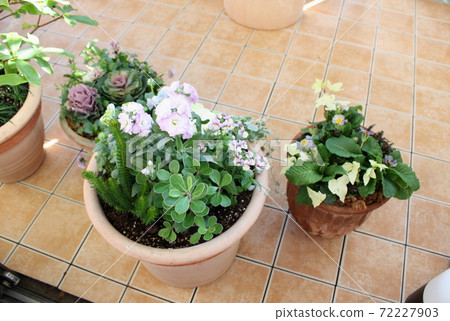 Gardening planting 72227903