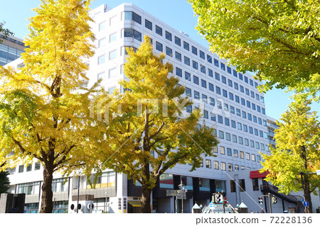 橫濱山下公園公園的銀杏樹觀 72228136