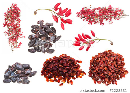 set of various berberis fruits isolated set of various berberis fruits isolated 72228881