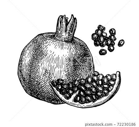 Ink sketch of pomegranate. Ink sketch of pomegranate. 72230186