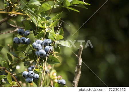 Fresh tasty bilberry fruit on plant Fresh tasty bilberry fruit on plant 72230352