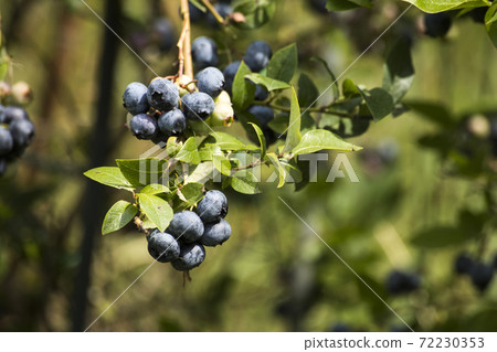 Fresh tasty bilberry fruit on plant Fresh tasty bilberry fruit on plant 72230353
