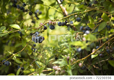 Fresh tasty bilberry fruit on plant Fresh tasty bilberry fruit on plant 72230356
