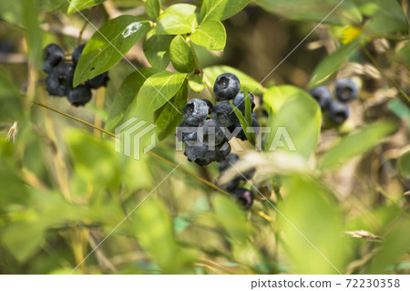 Fresh tasty bilberry fruit on plant Fresh tasty bilberry fruit on plant 72230358