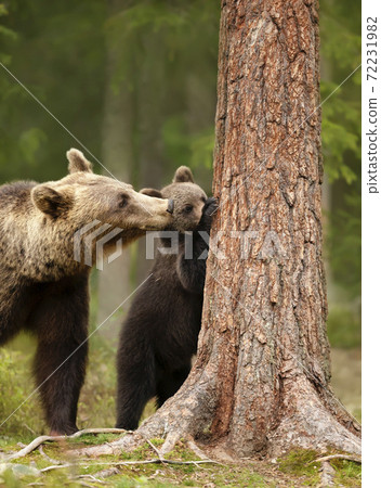 Close up of an Eurasian brown bear watching her playful cub trying to climb a tree Close up of an Eurasian brown bear watching her playful cub trying to climb a tree 72231982