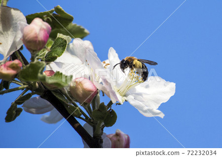 apple tree flower apple tree flower 72232034