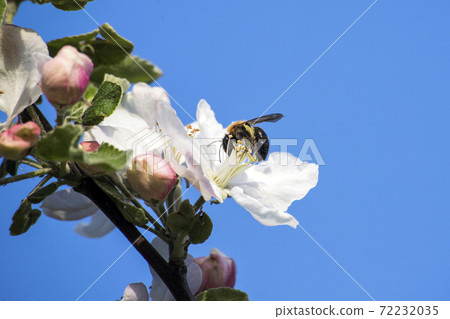 apple tree flower apple tree flower 72232035