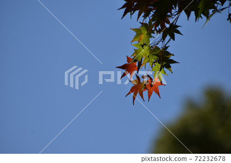 Maple swaying against the blue sky Maple swaying against the blue sky 72232678