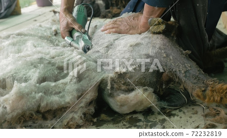 Men shearer shearing sheep at agricultural show in competition. Electric professional sheep manual hair clipper sheep cutting shearing machine. 72232819