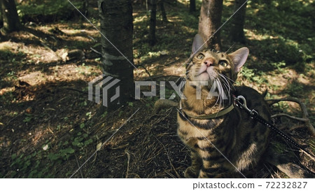 One cat in a city park. Bengal wildcat walk on the forest in collar. Asian Jungle Cat or Swamp or Reed. Domesticated leopard cat. 72232827