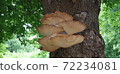 Huge woody mushrooms in nature. 72234081