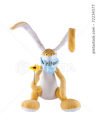 A soft toy hare with a flower and in a medical mask with the inscription visitor. White background. Humor. Mockery. Isolate. A soft toy hare with a flower and in a medical mask with the inscription visitor. White background. Humor. Mockery. Isolate. 72234377