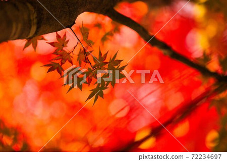 Burning Autumn 72234697