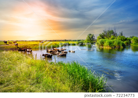Herd of cows emerges from lake at sunset 72234773