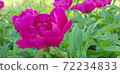 Blooming pink peonies on a summer day in the garden 72234833