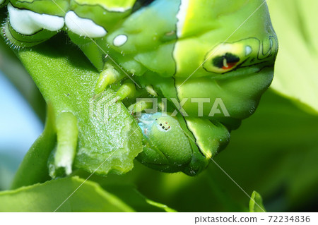 Larva of the swallowtail butterfly (5th instar head, 6 pairs of monoculars), breeding Larva of the swallowtail butterfly (5th instar head, 6 pairs of monoculars), breeding 72234836