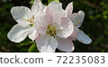 White flowers of apple tree close up 72235083