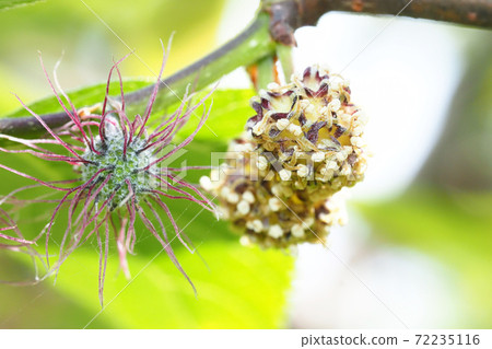 Kozo flowers (male and female) Kozo flowers (male and female) 72235116