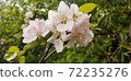 White-pink flowers on apple tree 72235276