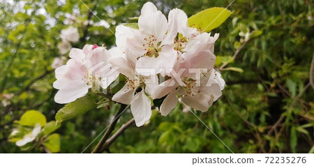 White-pink flowers on apple tree 72235276