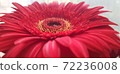 red gerbera close up 72236008