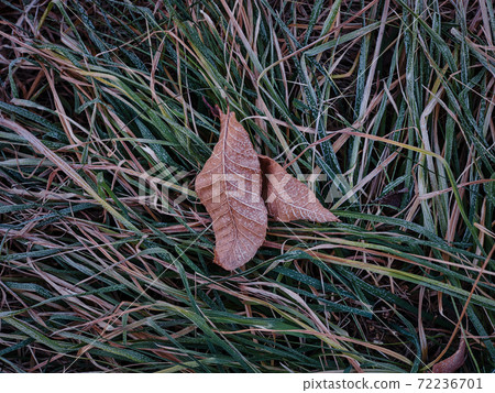 磨砂的落葉 磨砂的落葉 72236701