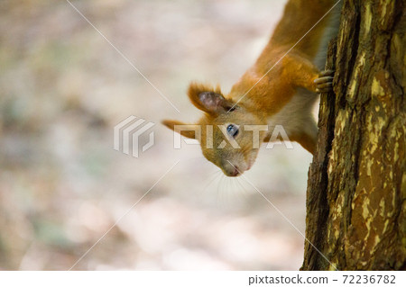 Squirrel eating walnut, wild squirrel in forest found food, selective focus 72236782