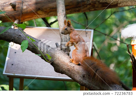 Squirrel eating walnut, wild squirrel in forest found food, selective focus Squirrel eating walnut, wild squirrel in forest found food, selective focus 72236783