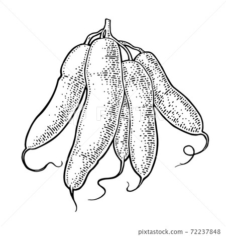 Cassava manioc tubers. Vector black vintage engraving isolated on white 72237848