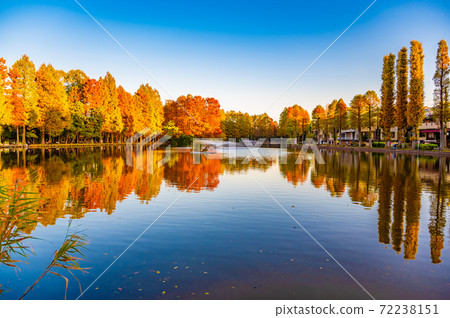 Autumn leaves in Saitama Municipal Bessho-numa Park 72238151