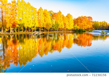 Sa玉市立倍生沼公園的秋葉 72238156