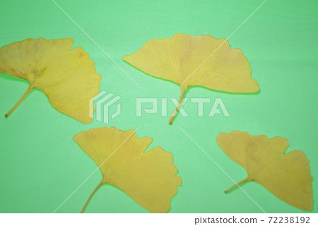 4 fallen leaves on a green background 4 fallen leaves on a green background 72238192