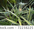 植物園（菠蘿） 72238225