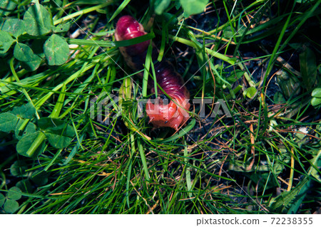 The bright colourful caterpillar creeps on a grass The bright colourful caterpillar creeps on a grass 72238355