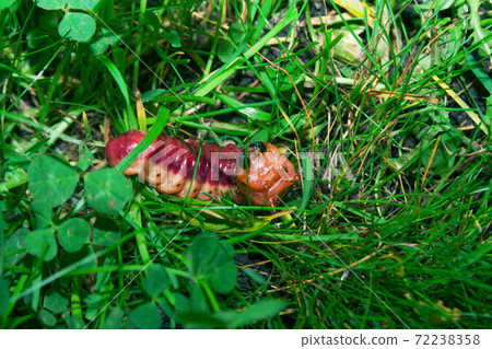The bright colourful caterpillar creeps on a grass The bright colourful caterpillar creeps on a grass 72238358