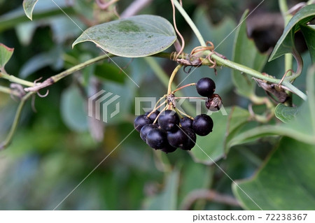 Hamasartori茨城水果 72238367