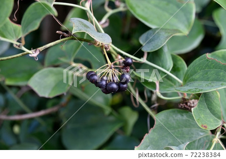 Smilax china china 72238384