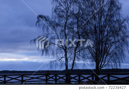 Silhouettes of tall birches against blue sky 72238427
